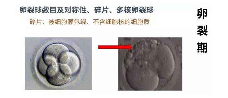 胚胎形状