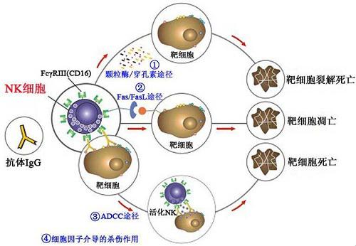 nk细胞免疫疗法机制