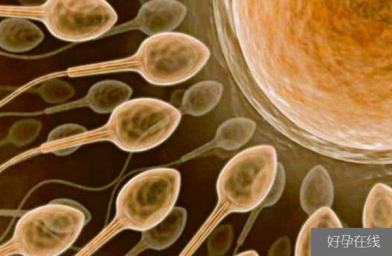 山东备孕试管婴儿知识_超级精子是什么，精子活力太高也会造成不育？